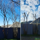 pruning-desoto-tx